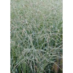 Proso rózgowate 'Prairie Sky'